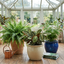 3 Live Indoor Plants - Boston Fern, Asparagus Fern & Maranta Prayer Plant Collection, 1Ltr Root Ball