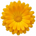 Calendula Fiesta Yellow Pot Marigold Plants