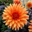 1 Large Plant - Dahlia Dahlegria Orange, Ready to Plant in Your Garden, 3L Pot