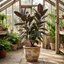 1 Ficus Abidjan Rubber Plant, Large Tropical Indoor Houseplant, 5 Litre Root Ball