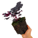 Heuchera Obsidian Plant (2L Pot)