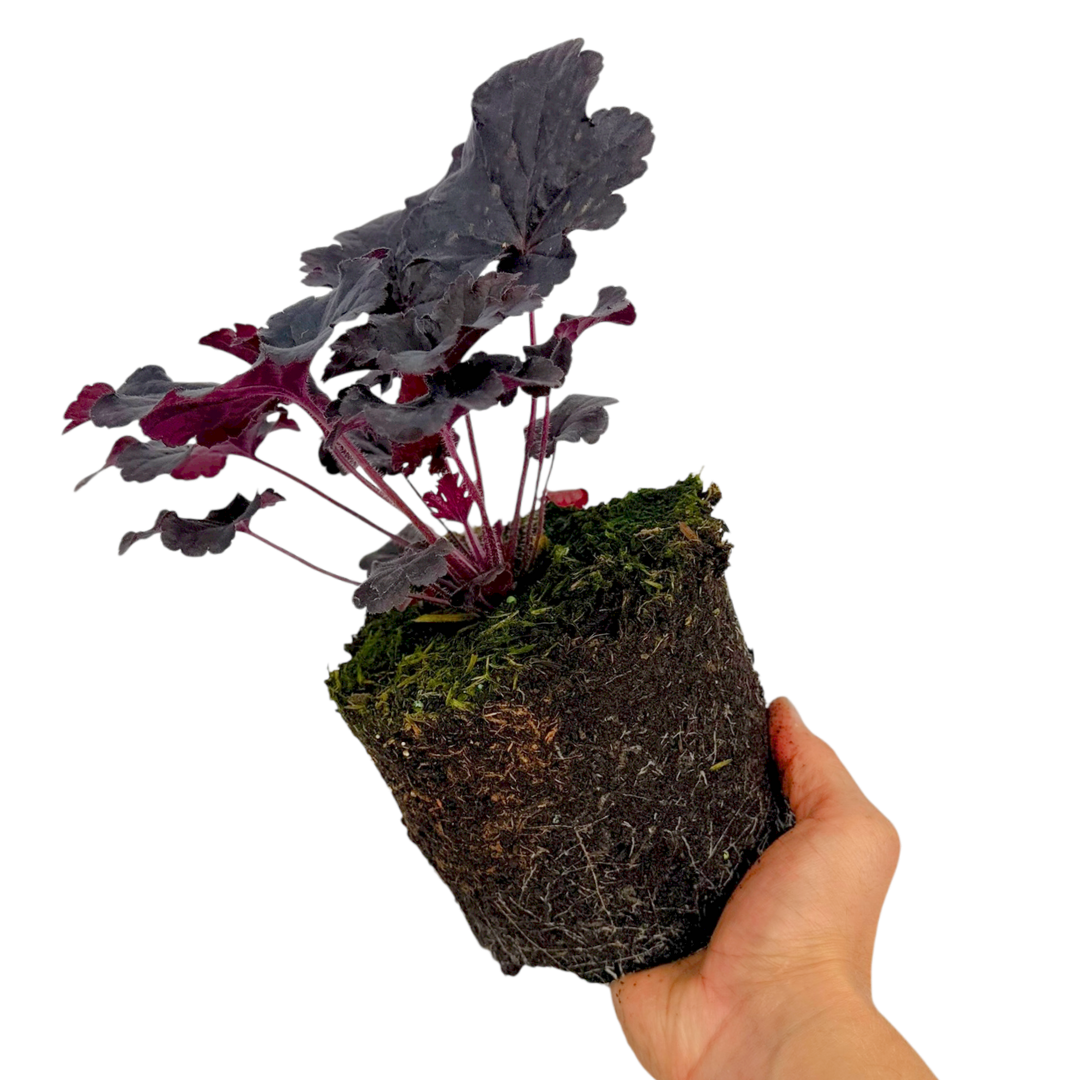 Heuchera 'Obsidian' (Coral Bells) – Evergreen Perennial (2L Pot)