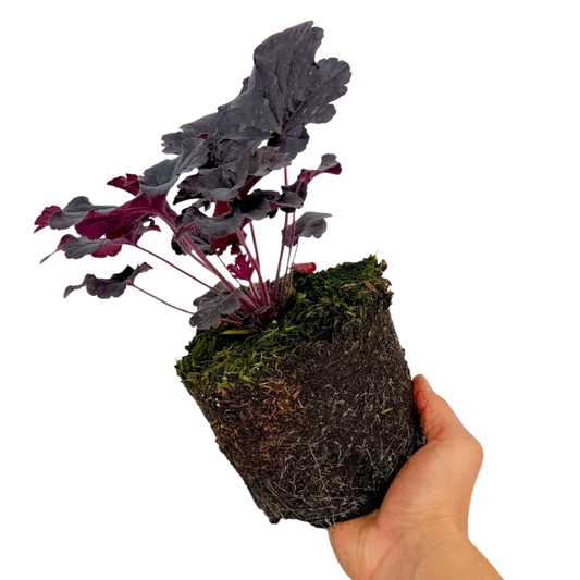 Heuchera 'Obsidian' (Coral Bells) – Evergreen Perennial (2L Pot)