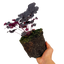 Heuchera Obsidian