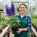 Delphinium Pacific Giants Black Knight Plants (Set of 3 or 6)