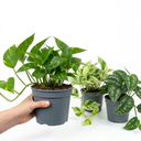 3 Trailing Pothos Live Indoor Plants