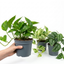 3 Trailing Pothos Live Indoor Plants, Epipremnum & Scindapsus Houseplant Collection, 1Ltr Root-Ball