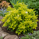 3 Choisya Sundance Shrubs, Hardy Evergreen, 9cm Pots