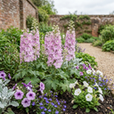 Delphinium Lilac Rose White Bee Plants (Set of 3 or 6)