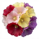 Hollyhock Growers Mix Hardy Cottage Garden Perennial Plants (Set of 3 or 6)