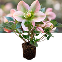 Hellebore Angel Glow Plant