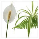 Peace Lily Plant (1L Pot)