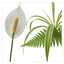 3 Air Purifying Live Houseplants Collection - Peace Lily, Spider Plant & Boston Fern, 1Ltr Root Ball