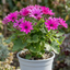 1 Senetti Magenta Pericallis Daisy Plant, Summer Flowering, Outdoor Garden Ready, 6.5 Litre Root-Ball