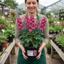 Delphinium Pixie Rose Rocket Plants