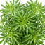 1 Choisya Greenfingers Shrub, Hardy Evergreen Mexican Orange Blossom Plant, 19cm 3L Root-Ball