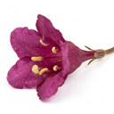 Weigela Florida Victoria Plants