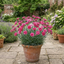 1 Cottage Pinks Dianthus Sugar Raspberry Plant, Hardy Summer Flowering Perennial, 17cm Root-Ball