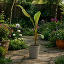 Banana Tree 3L (100–120 cm Tall)