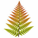 3 Dryopteris Erythrosora Copper Shield Fern Pots, 9cm
