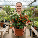 Pyracantha Orange Glow Firethorn Plants