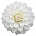 Dahlia Dahlegria White Plant (3L Pot)