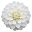 1 Large Plant - Dahlia Dahlegria White, Ready to Plant in Your Garden, 3L Pot