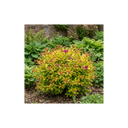 Spiraea Goldflame Plants