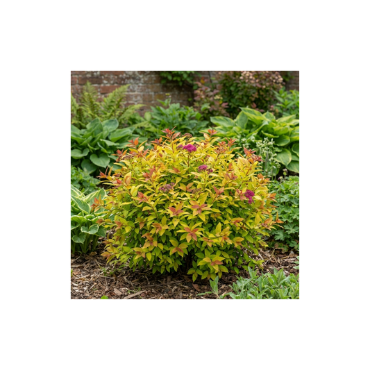 Spiraea japonica 'Goldflame' – Colour Changing Deciduous Shrub (2L Pot)