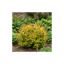 1 Spiraea Goldflame Plant, Hardy Japanese Spirea Flowering Shrub, Garden Ready, 17cm Root-Ball