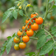Set of 3 or 6 Honeycomb Tomato Plants, Live Tomato Seedlings, Outdoor Garden Ready, 1L Root Ball