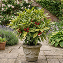 Aucuba Japonica Crotonifolia Gold Dust Spotted Laurel Plant (5L Pot)