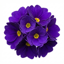 Primula Little Queen Violet Plants (Set of 3 or 6)