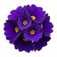 Set of 3 or 6 Primula Little Queen Violet Hardy Perennial Plants, Bee Friendly Spring Flowering, Outdoor Garden Ready, 1 Litre Root-Ball