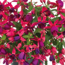 Fuchsia Diva Rose & Violet Plants (Set of 3 or 6)