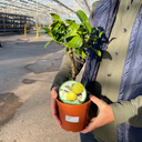 Mini Kaffir Lime