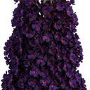 Buddleia Black Knight Plants