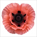 Papaver Orientale Garden Gnome Victoria Louise Plants (Set of 3 or 6)