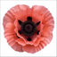 Set of 3 or 6 Papaver Orientale Garden Gnome Victoria Louise Plants, Hardy Perennial Oriental Poppy, Outdoor Garden Ready, 1 Litre Root-Ball