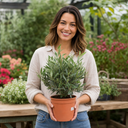 3 Litre Bushy Olive Tree, Nursery Pot, Outdoor, Pots