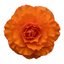1 Large Plant - Begonia Non Stop Mocca Deep Orange, Outdoor Garden Ready, 5L Pot