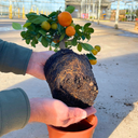 Mini Calamondin Plant