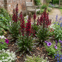Lobelia Starship Burgundy Upright Plants (Set of 3 or 6)