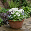 Set of 3 or 6 Primula Little Queen White Hardy Perennial Plants, Spring Flowering, Outdoor Garden Ready, 1 Litre Root-Ball