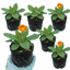 Set of 3 or 6 Primula veris Orange with Yellow Hardy Perennial Plants, Spring Flowering, Outdoor Garden Ready, 11cm Root-Ball