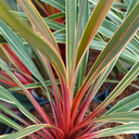Cordyline Magic Star Plant (3L Pot)