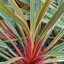 1 Large Plant - Cordyline Magic Star, Ready to Plant in Your Garden, 3L Rootball