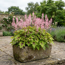Tiarella Pink Skyrocket Plants