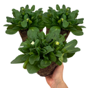 Bellis Habanera ‘White’ Plants (Set of 3 or 6)