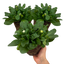 Set of 3 or 6 Garden Ready Plants – Bellis Habanera ‘White’, Ready to Plant in Your Garden